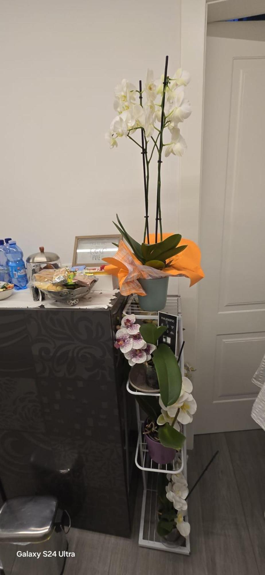 Bed and Breakfast Orchidea Болонья Экстерьер фото
